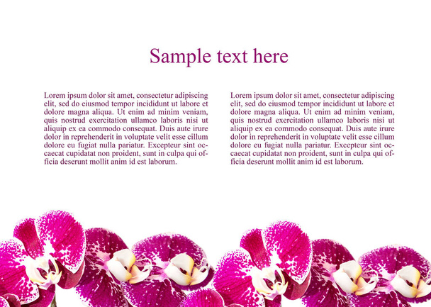 Orchidea virágok. Egy csokor virágot háttér. Hely a szöveget. A bloggerek, Gratulálok, kártya, bannerek Intstagram. - Fotó, kép