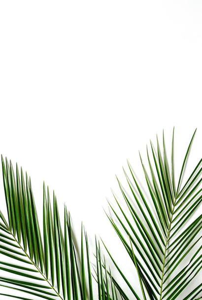 palm green leaves on white background - Foto, afbeelding