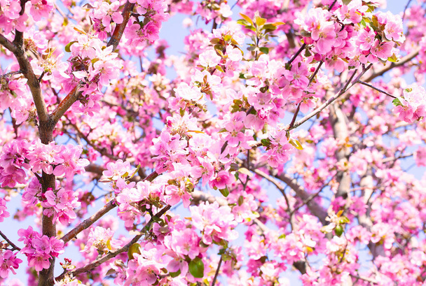 Bloei van de appelboom. Lente achtergrond van bloeiende bloemen. Witte en roze bloemen. De scène van de prachtige natuur met een bloeiende boom. Lente bloemen. Prachtige tuin. Abstracte onscherpe achtergrond - Foto, afbeelding