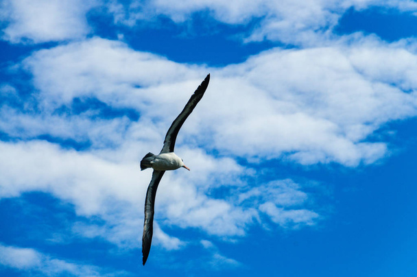 černým obočím Albatros v letu - Fotografie, Obrázek