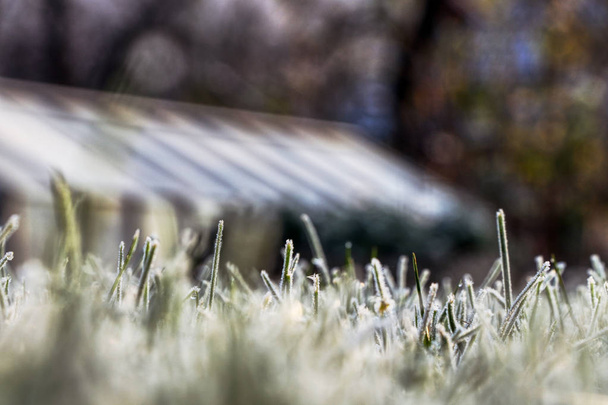 ein gefrorener Morgen in unserem Garten. ein Grashalm sieht aus wie eine gefrorene Statue. Spitze der Halme sind von Kristall des Schnees umgeben - Foto, Bild
