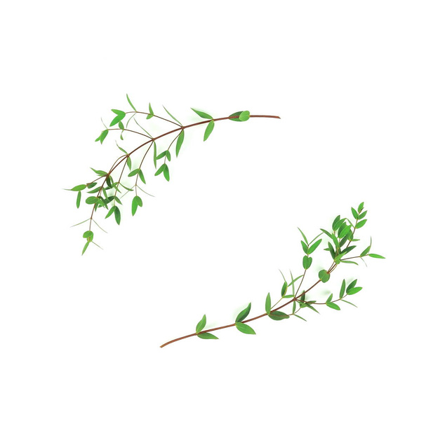 fresh green leaves on white background - Foto, Imagen