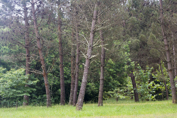 alberi della foresta con erba verde lussureggiante
 - Foto, immagini