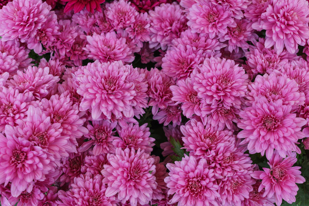 A bouquet of beautiful pink chrysanthemum flowers outdoors. Chrysanthemums in the garden. - Photo, Image