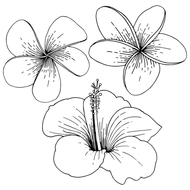 Vektör Hibiscus çiçek tropik çiçekler. Siyah ve beyaz mürekkep sanat kazınmış. İzole hibiscus illüstrasyon öğesi. - Vektör, Görsel