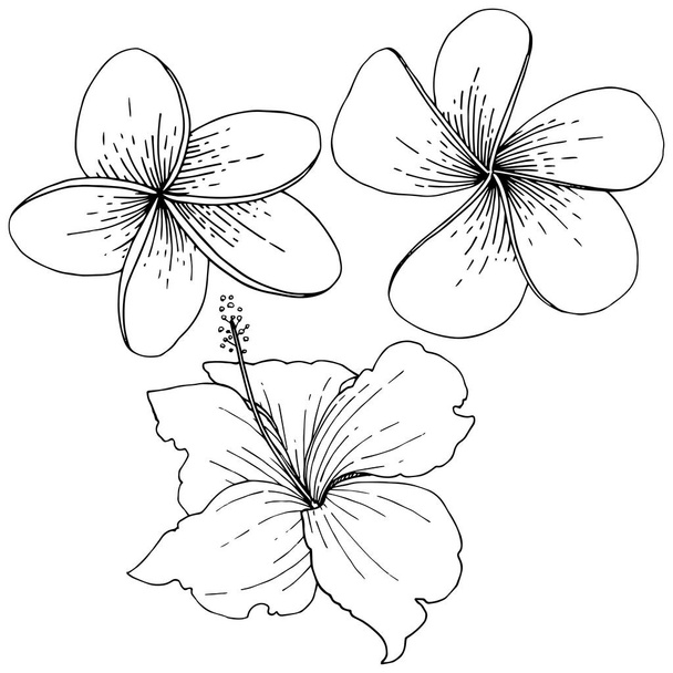 Fleurs tropicales florales vectorielles d'Hibiscus. Encre gravée en noir et blanc. Élément d'illustration d'hibiscus isolé
. - Vecteur, image