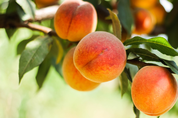 persikka puussa - Valokuva, kuva