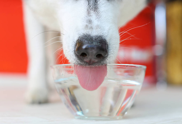 ガラスのボウルから新鮮な水を飲む愛らしいハスキー犬 - 写真・画像