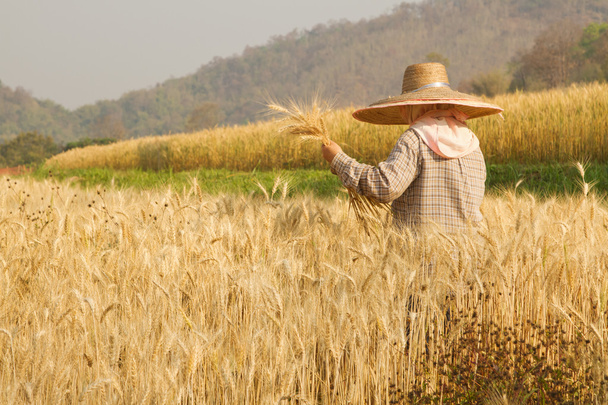 Farmer récolte paddy dans le champ de blé
 - Photo, image