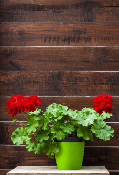 Красный цветущий пеларгоний в кастрюле на фоне деревянного забора
 - Фото, изображение