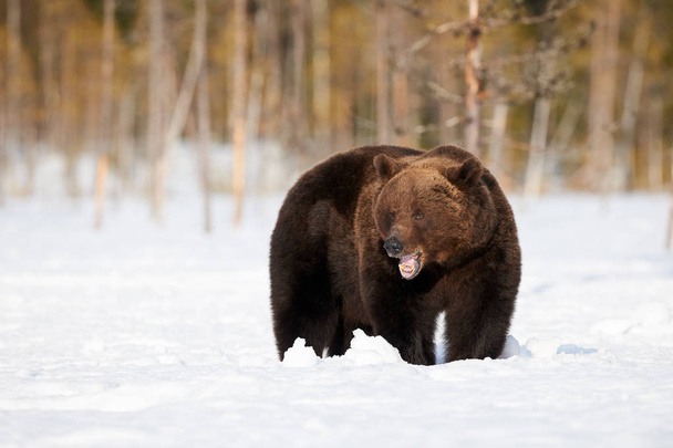 Ruskea Karhu kävelee lumessa
 - Valokuva, kuva