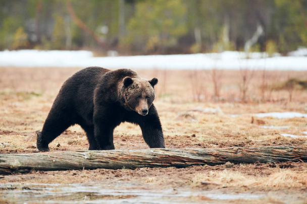Niedźwiedź brunatny w tajdze - Zdjęcie, obraz