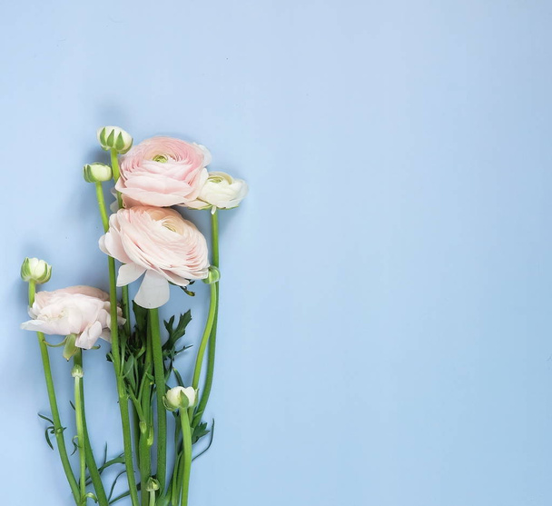 top view of beautiful ranunculus flowers on blue background - Photo, Image