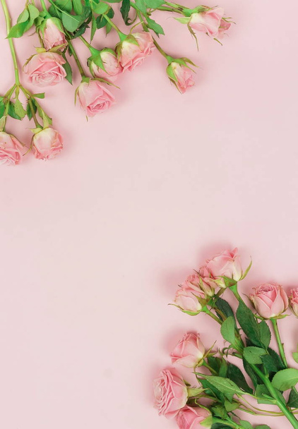 top view of beautiful roses on pink background - 写真・画像