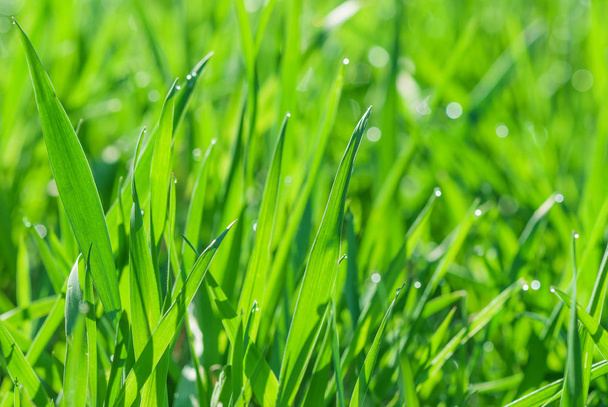 Green grass with dew drops - Foto, afbeelding