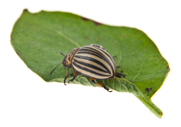 colorado escarabajo de la patata sobre hoja verde aislado sobre fondo blanco
 - Foto, Imagen