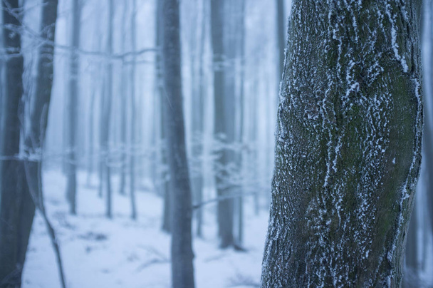 Little Carpathian Mountains in Cold Winter Morning - Zdjęcie, obraz