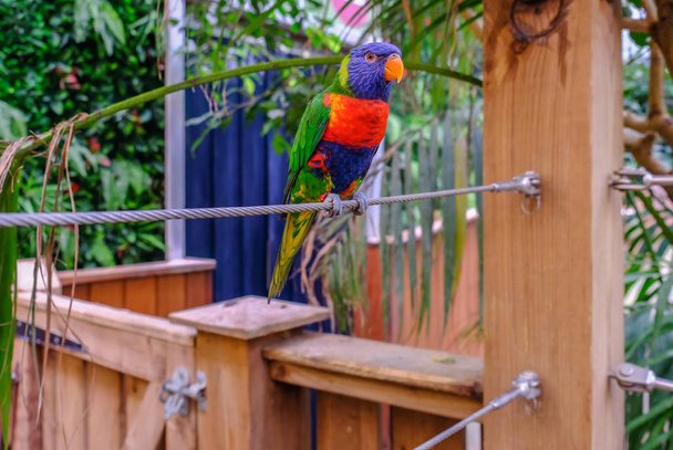Close-up van één regenboog vogels papegaai zat op staalkabel - Foto, afbeelding