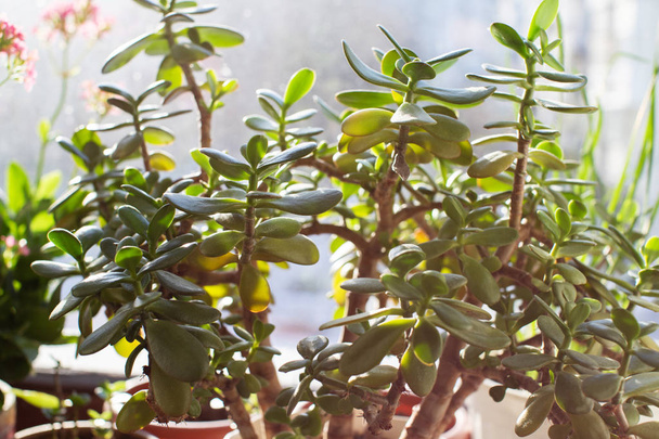 Succulent - crassula ovata jade plant, money plant with window background - Фото, изображение