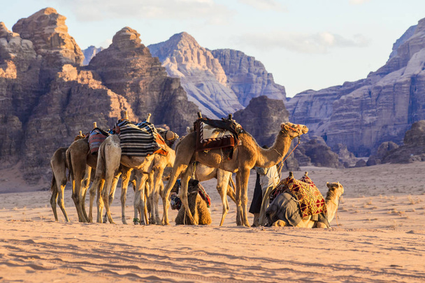 WADI RUM, JORDANIA - Marzo 2019: caravana de camellos en el desierto de Wadi Rum, Oriente Medio, Jordania
 - Foto, imagen