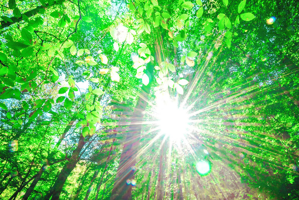 Spring green view of forest with sunlight - Photo, Image