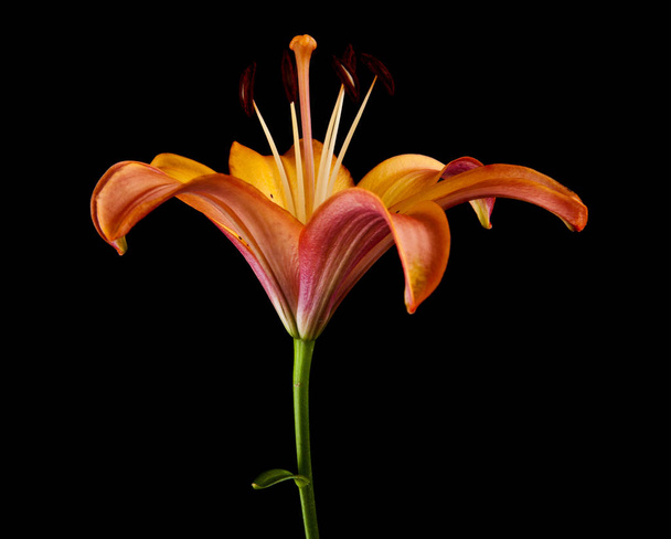 Lilien isoliert auf schwarzem Hintergrund - Foto, Bild