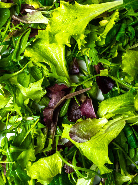 εσωτερικη πράσινο πράσινο φόντο, μαρούλι, σπανάκι, microsprouts - Φωτογραφία, εικόνα