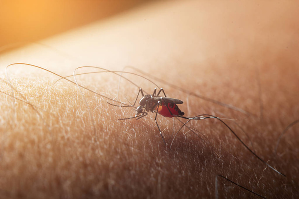 La zanzara succhiava sangue sulla pelle umana. Stagione di zanzare. influenza a
 - Foto, immagini