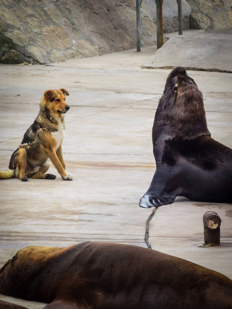 Ψάρεμα λιμάνι και θαλάσσια λιοντάρια και τα σκυλιά, πόλη της Μαρ ντελ Πλάτα, Arge - Φωτογραφία, εικόνα
