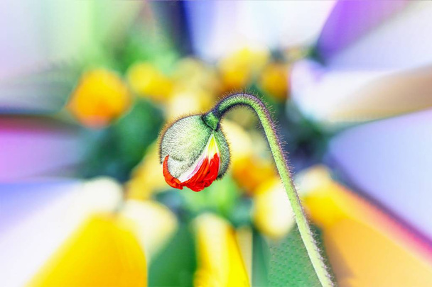 Hermoso brote de amapola roja sobre un fondo de flores de colores
. - Foto, imagen