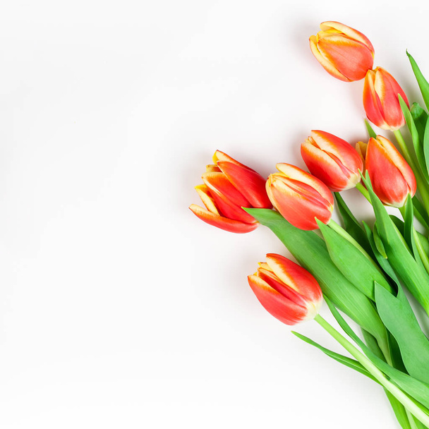 Red tulips flowers on white background - Фото, изображение