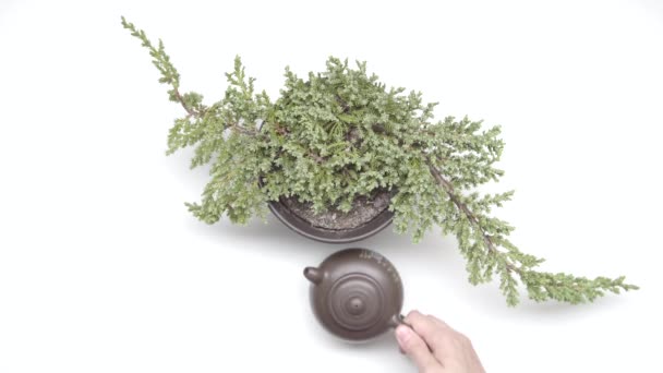 Female hands put chinese cups and kettle near plant in a pot on white background. Tea ceremony. Part 03. - Footage, Video