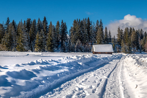 Camino nevado que conduce a una cabaña de madera de pie en el borde del bosque
 - Foto, Imagen