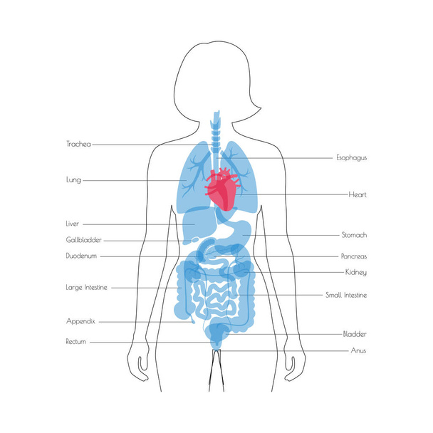 Menselijke interne organen vector - Vector, afbeelding