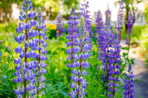 Lupine plant (Lupinus) growing in the garden - Foto, immagini
