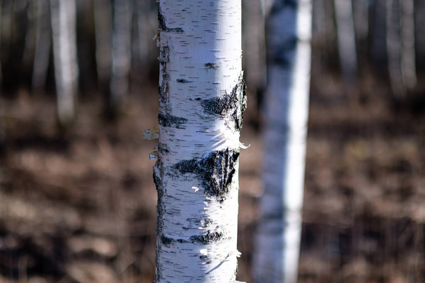 birch trees with damaged bark in naked winter landscape - Fotó, kép
