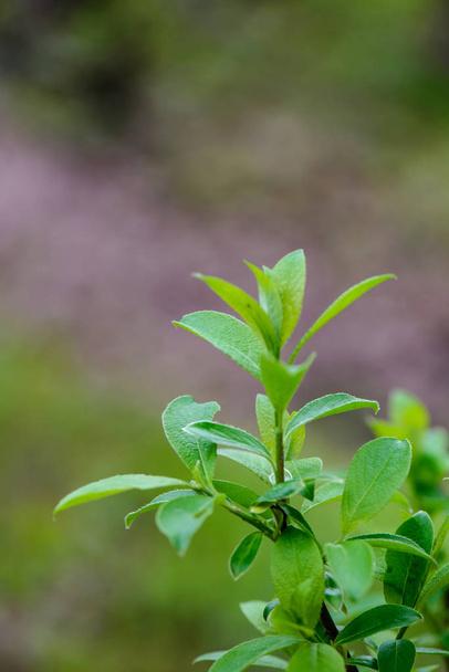 groene lente gebladerte macro close-up in de natuur - Foto, afbeelding