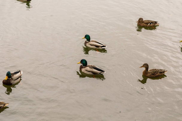 Wild ducks on the lake in autumn weather. - Photo, Image