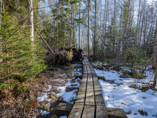 ηλιόλουστο χειμώνα δάσος με χιόνι αποφάγια και πράσινο φύλλωμα - Φωτογραφία, εικόνα