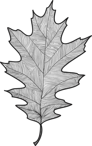 ręcznie rysowane liść - Wektor, obraz