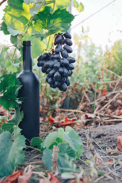 Uma garrafa preta de vinho fica no chão ao lado de uvas, folhas verdes e uma vinha.campo, produto natural
 - Foto, Imagem