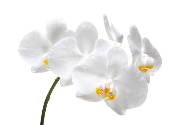 Красива весняна ніжна квітка орхідеї крупним планом
. - Фото, зображення