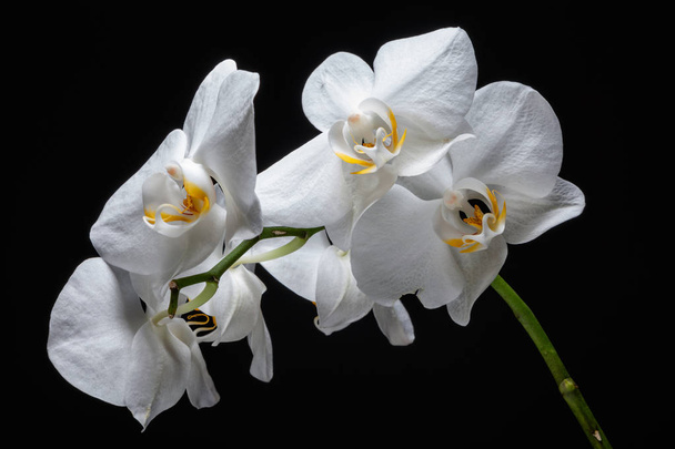Piękna wiosna przetargu Orchidea kwiat bliska. - Zdjęcie, obraz