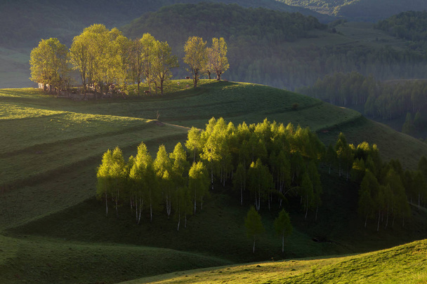 Wschód słońca latem na skraju lasu, w Transylwanii - Zdjęcie, obraz