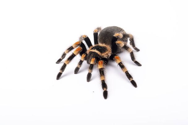 Spider Tarantula brachipelma smithi su sfondo bianco
 - Foto, immagini