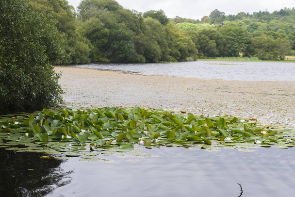 vista de lírios de água folhas na água da lagoa
 - Foto, Imagem