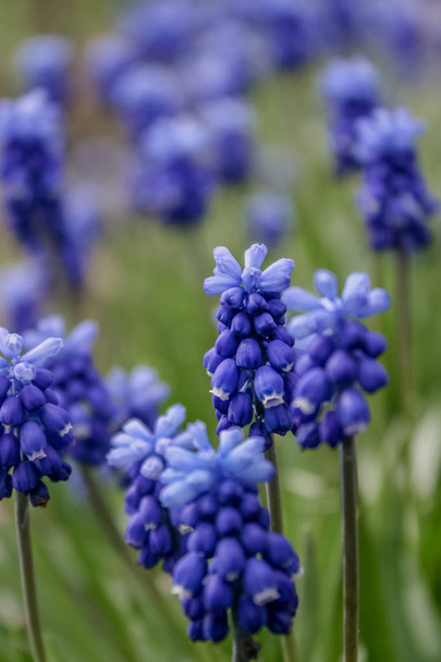  Muscari armeniacum kasvi sinisiä kukkia. - Valokuva, kuva