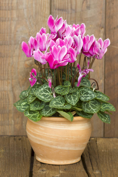 cyclamen persicum dans un pot de fleurs
 - Photo, image