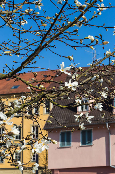 Magnolienblüten an Häuserfassaden - Foto, Bild