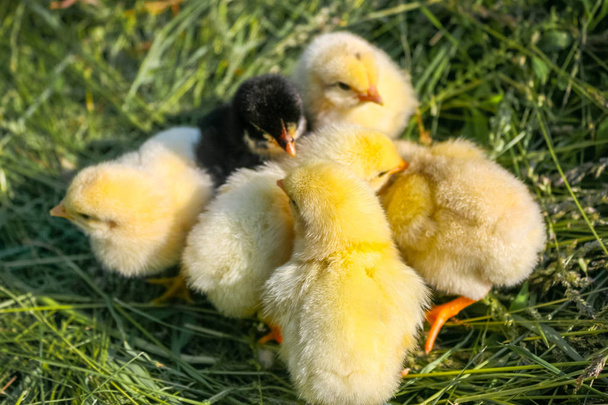 Group of small chickens. Yellow chickens and one black. - Photo, Image